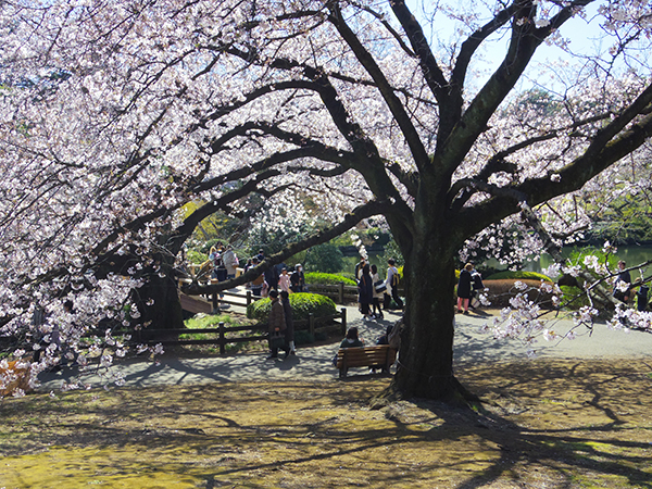 新宿御苑　桜